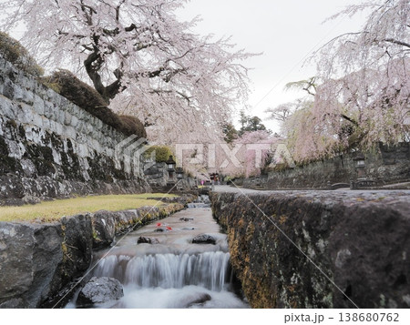 静岡県 大石寺 参道の水路と枝垂れ桜 3月 静岡県 大石寺 参道の水路と枝垂れ桜 3月 138680762