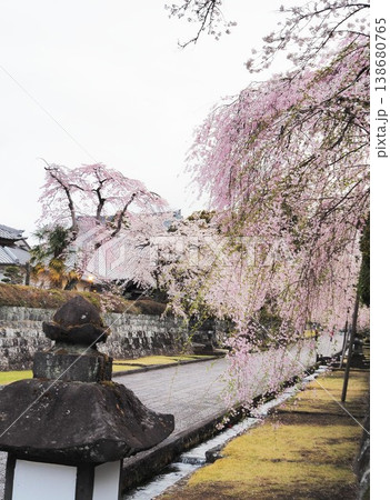 静岡県　大石寺　満開の枝垂れ桜　3月 138680765