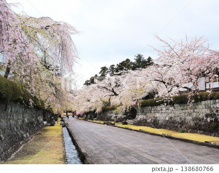 静岡県　大石寺　参道の満開の枝垂れ桜　3月 138680766