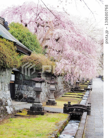 静岡県 大石寺 参道の満開の枝垂れ桜 3月 静岡県 大石寺 参道の満開の枝垂れ桜 3月 138680768