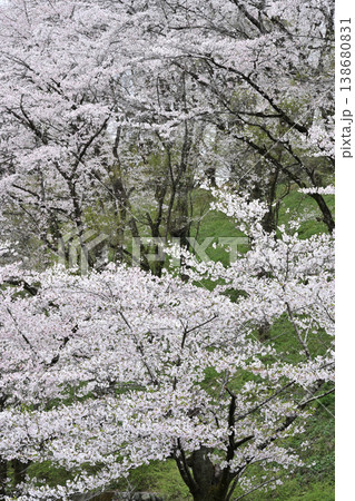 満開になった桜の木 満開になった桜の木 138680831