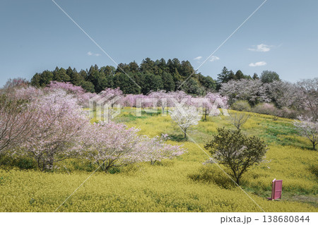 栃木県益子町 小宅古墳群の桜と菜の花の風景 春の花畑と青空 栃木県益子町 小宅古墳群の桜と菜の花の風景 春の花畑と青空 138680844