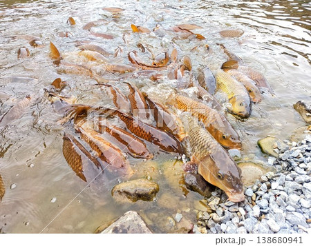 餌に飛びつく鯉 138680941