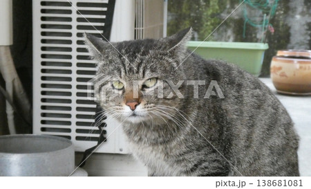 野良猫 野良猫 138681081