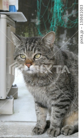 野良猫 野良猫 138681083