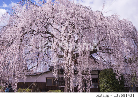 桜咲く本満寺 枝垂れ桜の名所 出町の妙見さん 京都観光スポット 桜咲く本満寺 枝垂れ桜の名所 出町の妙見さん 京都観光スポット 138681431