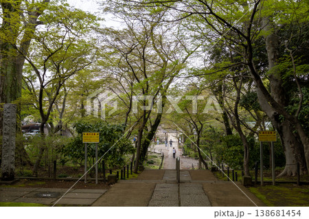 春 本土寺 境内風景 春 本土寺 境内風景 138681454