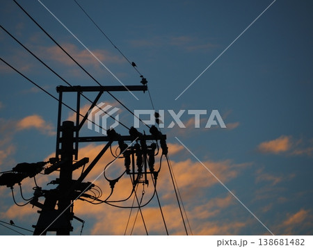 夕暮れの電線に止まる小鳥 夕暮れの電線に止まる小鳥 138681482