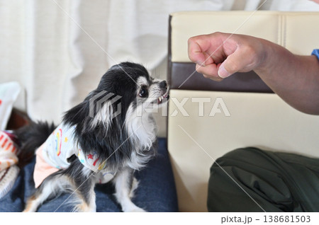 威嚇する愛犬　チワワ　飼い主との遊び　 138681503