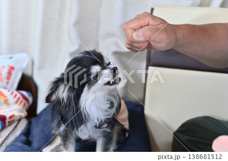 威嚇する愛犬 チワワ 飼い主との遊び 威嚇する愛犬 チワワ 飼い主との遊び 138681512