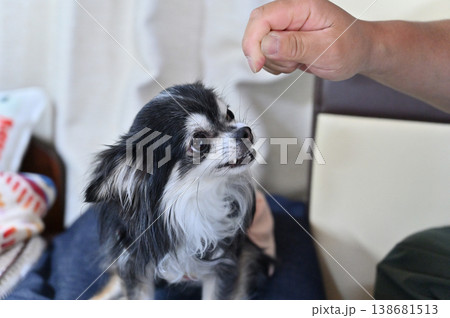 威嚇する愛犬　チワワ　飼い主との遊び　 138681513