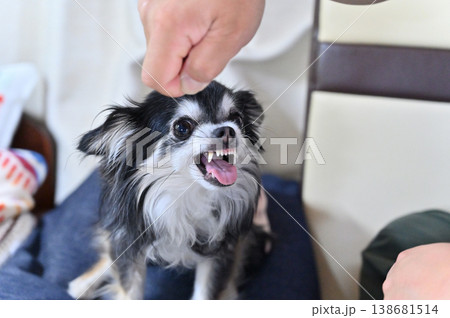 威嚇する愛犬　チワワ　飼い主との遊び　 138681514
