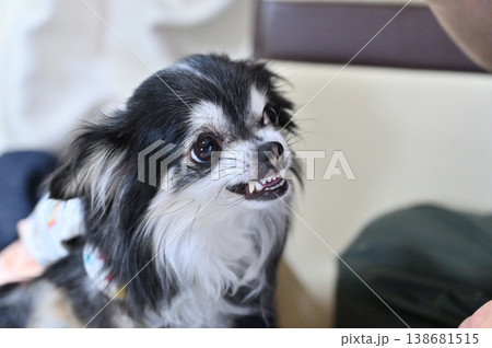 威嚇する愛犬 チワワ 飼い主との遊び 威嚇する愛犬 チワワ 飼い主との遊び 138681515