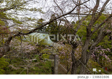 春　本土寺　境内風景　 138681606