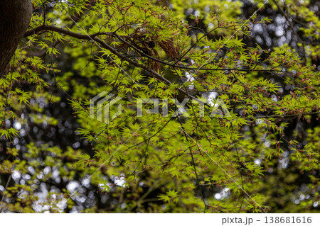春 本土寺 境内風景 青紅葉 春 本土寺 境内風景 青紅葉 138681616