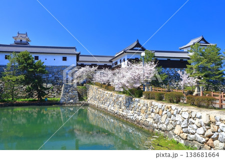 【愛媛県】桜が満開の今治城 枡形虎口 138681664