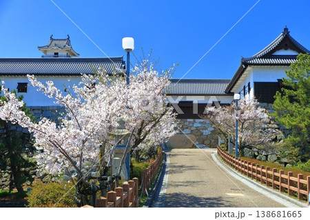 【愛媛県】桜が満開の今治城 枡形虎口 138681665