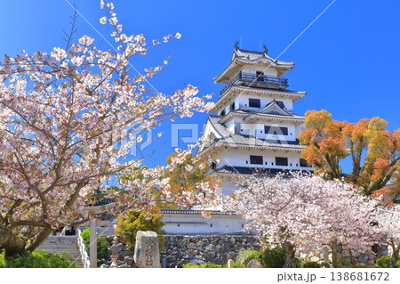 【愛媛県】桜が満開の今治城 天守閣 【愛媛県】桜が満開の今治城 天守閣 138681672