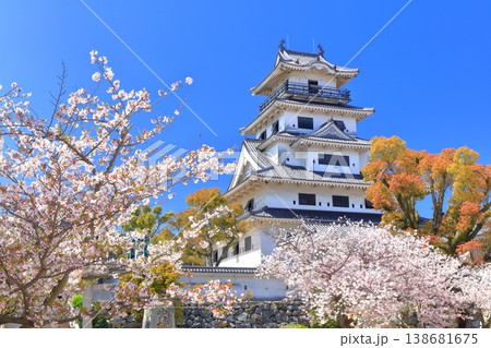 【愛媛県】桜が満開の今治城 天守閣 【愛媛県】桜が満開の今治城 天守閣 138681675