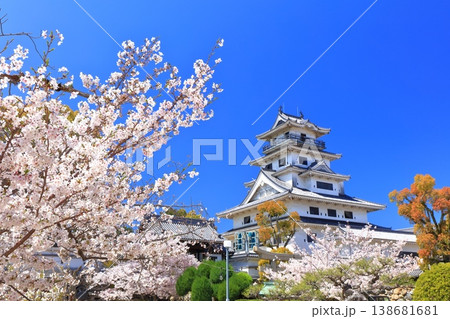 【愛媛県】桜が満開の今治城 天守閣 【愛媛県】桜が満開の今治城 天守閣 138681681