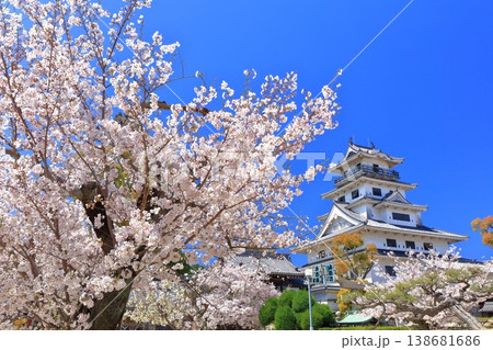 【愛媛県】桜が満開の今治城 天守閣 138681686