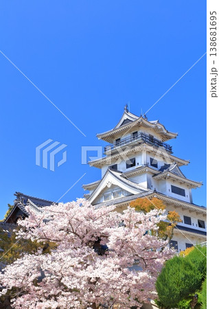 【愛媛県】桜が満開の今治城 天守閣 【愛媛県】桜が満開の今治城 天守閣 138681695