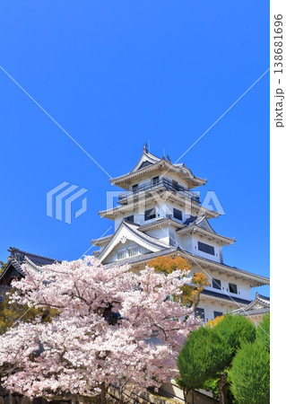 【愛媛県】桜が満開の今治城 天守閣 【愛媛県】桜が満開の今治城 天守閣 138681696