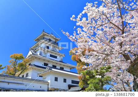 【愛媛県】桜が満開の今治城 天守閣 【愛媛県】桜が満開の今治城 天守閣 138681700