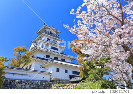 【愛媛県】桜が満開の今治城 天守閣 【愛媛県】桜が満開の今治城 天守閣 138681701