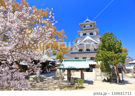 【愛媛県】桜が満開の今治城 天守閣 【愛媛県】桜が満開の今治城 天守閣 138681711