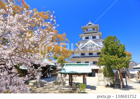 【愛媛県】桜が満開の今治城 天守閣 138681712