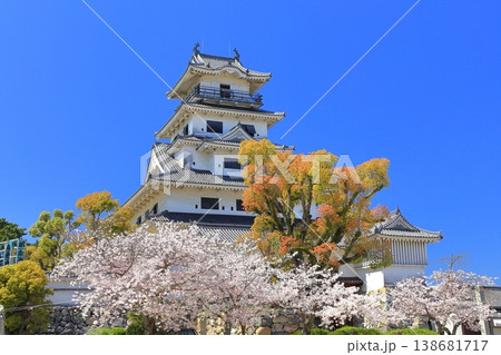 【愛媛県】桜が満開の今治城 天守閣 【愛媛県】桜が満開の今治城 天守閣 138681717