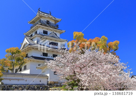【愛媛県】桜が満開の今治城 天守閣 138681719