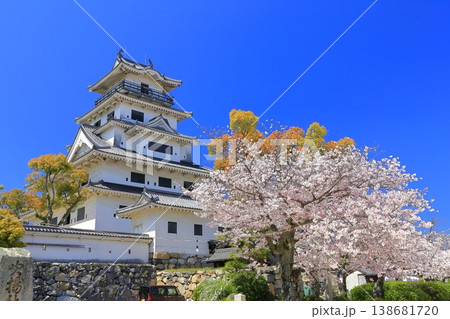 【愛媛県】桜が満開の今治城 天守閣 【愛媛県】桜が満開の今治城 天守閣 138681720