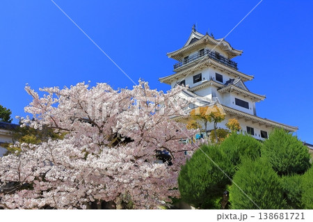【愛媛県】桜が満開の今治城 天守閣 【愛媛県】桜が満開の今治城 天守閣 138681721