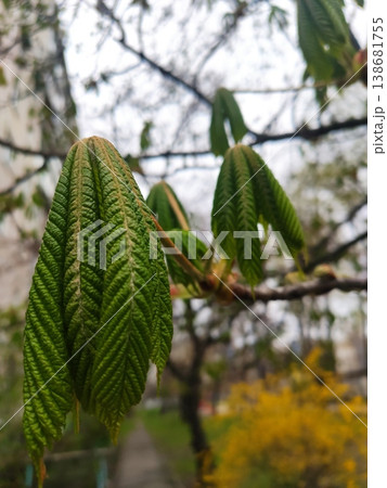 Early Bloom, New Leaf Early Bloom, New Leaf 138681755