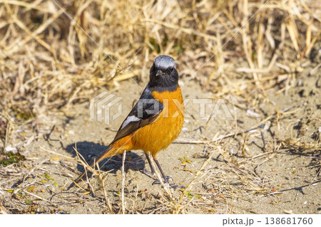 ジョウビタキのオス 日本の野鳥 ジョウビタキのオス 日本の野鳥 138681760
