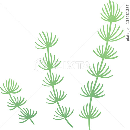 水草のイラスト フラットベクター｜水中・アクアリウムの植物素材（シンプル・白背景） 138681887