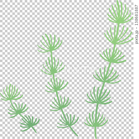 水草のイラスト フラットベクター｜水中・アクアリウムの植物素材（シンプル・白背景） 138681887