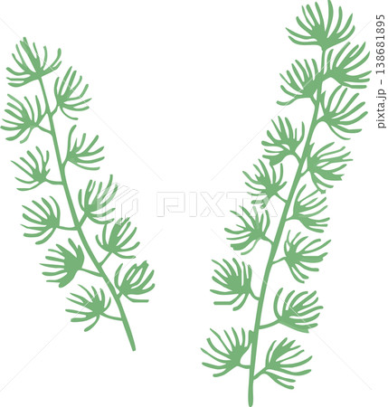 水草のイラスト フラットベクター｜水中・アクアリウムの植物素材（シンプル・白背景） 138681895