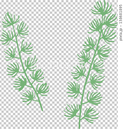 水草のイラスト フラットベクター｜水中・アクアリウムの植物素材（シンプル・白背景） 138681895