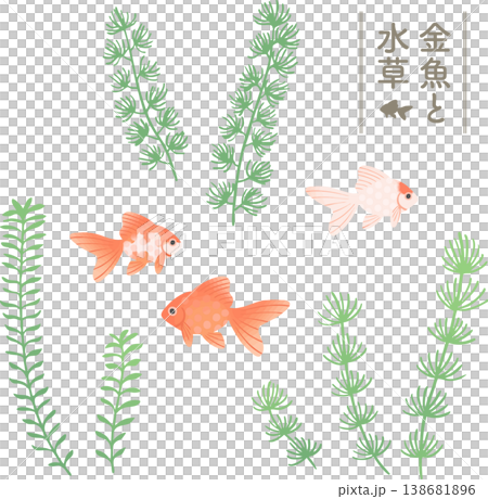 金魚與水生植物插圖套裝,扁平向量圖 | 水下/日式觀賞魚素材(清涼/夏季) 金魚與水生植物插圖套裝,扁平向量圖 | 水下/日式觀賞魚素材(清涼/夏季) 138681896