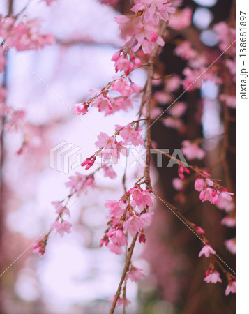 枝垂れ桜 枝垂れ桜 138681897