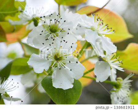 梨の花 138681911