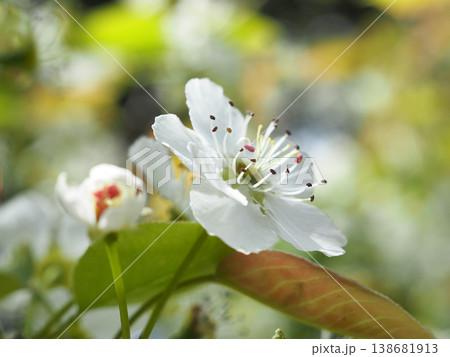 梨の花 梨の花 138681913