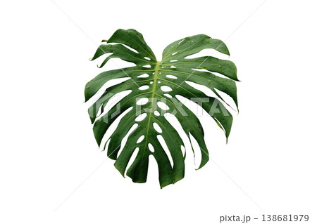 Monstera Deliciosa Leaf Monstera Deliciosa Leaf 138681979