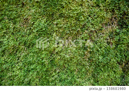 Green Moss Fern Wall 138681980