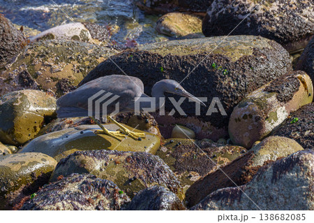 海辺の岩場で採餌するクロサギ 日本の野鳥 138682085