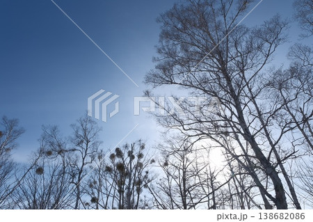 逆光に浮かぶ木の枝とヤドリギ　冬の青空に広がる静かな風景 138682086