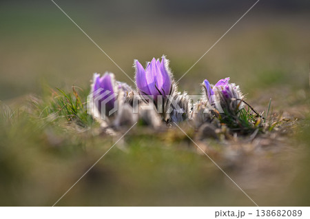Spring flower. Nature with meadow and sunset. Seasonal concept for springtime. Beautifully blossoming pasque flower and sun with a natural colored background. (Pulsatilla grandis) 138682089
